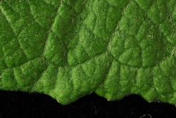 Salix caprea. Upper leaf surface hairs on mature leaf.
 Image: D. Glenny © Landcare Research 2020 CC BY 4.0
